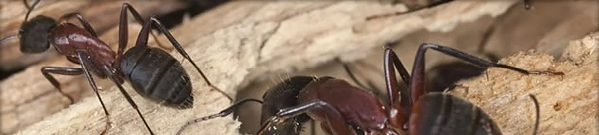 Close-up of ants on wood showing an active ant infestation in Raleigh, NC