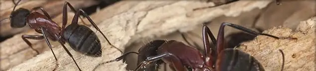 Close-up of ants on wood showing an active ant infestation in Raleigh, NC