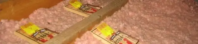 Mouse traps placed in an attic for rodent control in Raleigh, NC