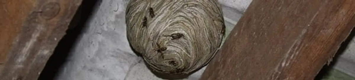 Wasp nest in an attic space, a common home infestation risk in Raleigh, NC