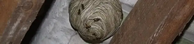 Wasp nest in an attic space, a common home infestation risk in Raleigh, NC