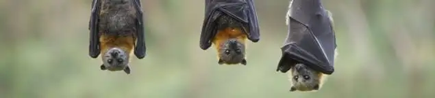 Bats roosting together, a common sign of a bat infestation in Raleigh, NC