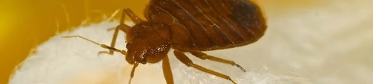 Close-up of a bed bug, a sign of an active infestation in Raleigh, NC