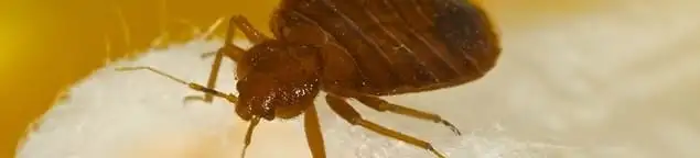 Close-up of a bed bug, a sign of an active infestation in Raleigh, NC