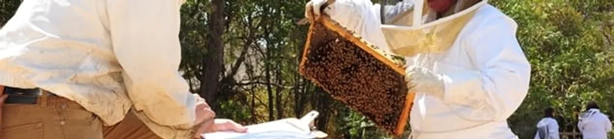 Bee removal specialists relocating a hive and honeycomb safely in Raleigh, NC