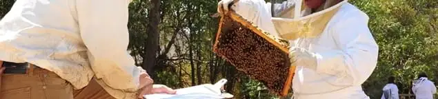 Bee removal specialists relocating a hive and honeycomb safely in Raleigh, NC