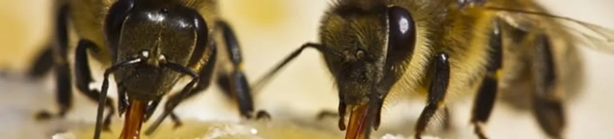 Close-up of honey bees, a sign of a nearby hive in Raleigh, NC