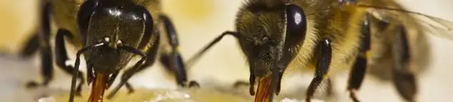 Close-up of honey bees, a sign of a nearby hive in Raleigh, NC