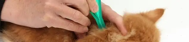 Flea treatment for pets using a flea comb, a sign of flea problems in Raleigh, NC