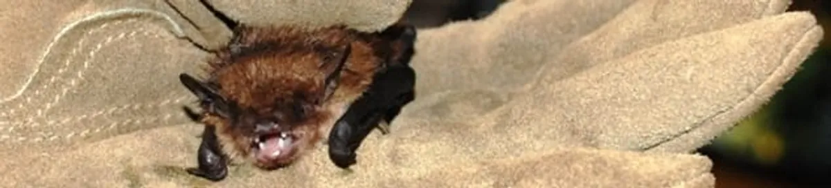 Bat removal specialist holding a bat safely during humane exclusion in Raleigh, NC