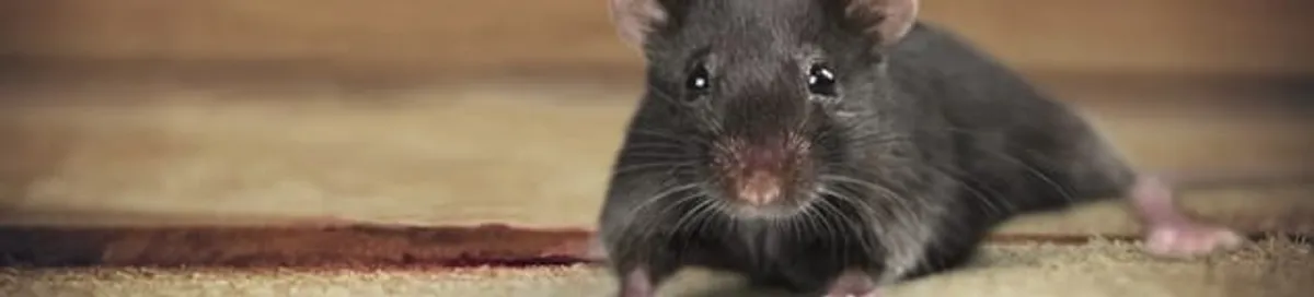 Mouse indoors, a common sign of a rodent infestation in Raleigh, NC