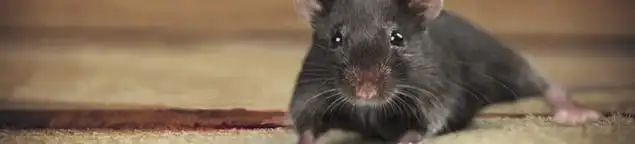 Mouse indoors, a common sign of a rodent infestation in Raleigh, NC