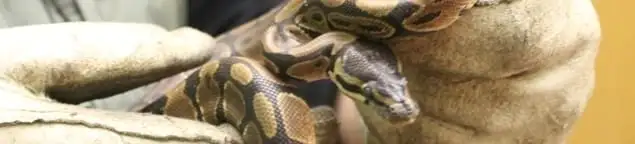 Snake removal specialist safely handling a snake with protective gloves in Raleigh, NC