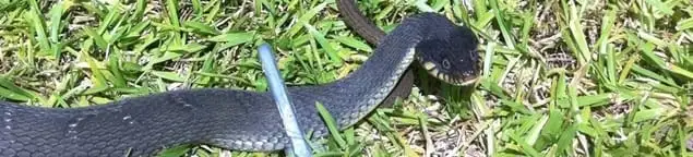 Snake in a yard, a common sign of a snake problem near a home in Raleigh, NC