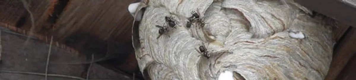 Close-up of a wasp nest with active wasps, a sign of an infestation in Raleigh, NC