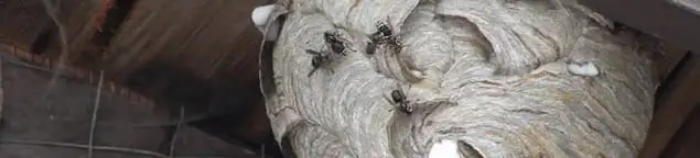Close-up of a wasp nest with active wasps, a sign of an infestation in Raleigh, NC